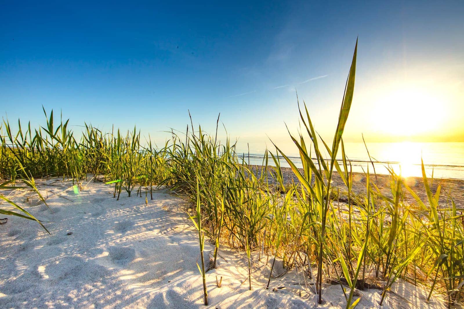 Dünengras im Gegenlicht der Morgensonne am Ostseestrand
