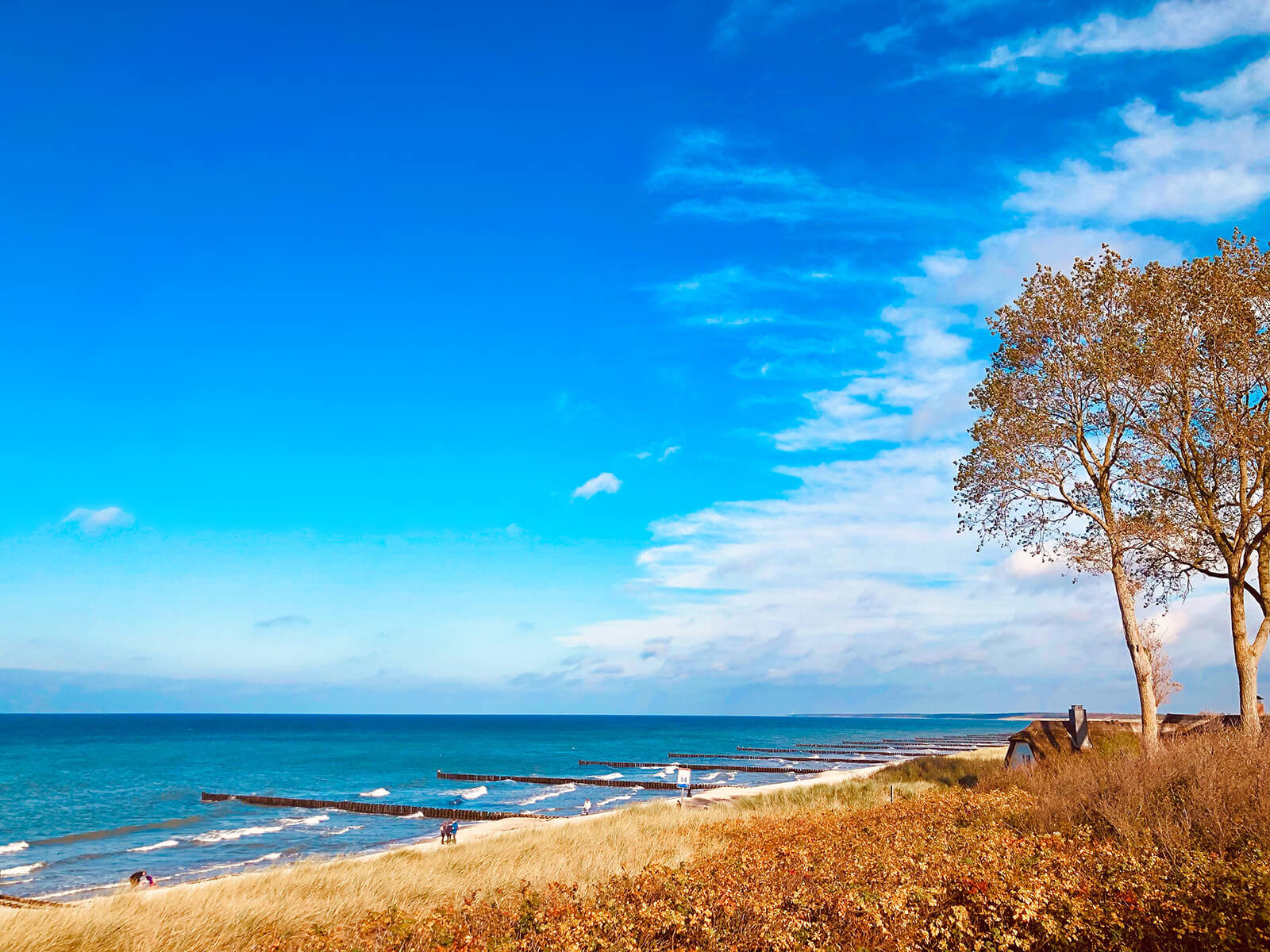 Hohes Ufer am Fischland mit Buhnen und herbstlichem Strandgras